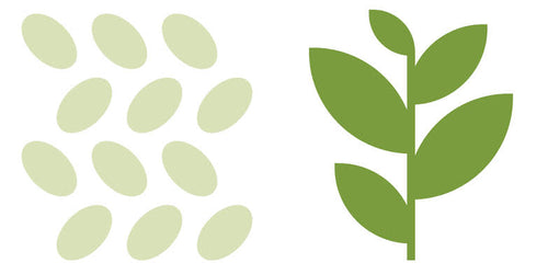 Zana Herbal Blogs - Natural vs. Synthetic Stimulant Alkaloids