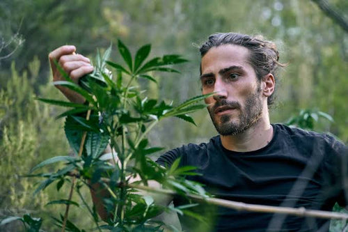 Zana Herbal Blogs - Top Plant-Based Alkaloids