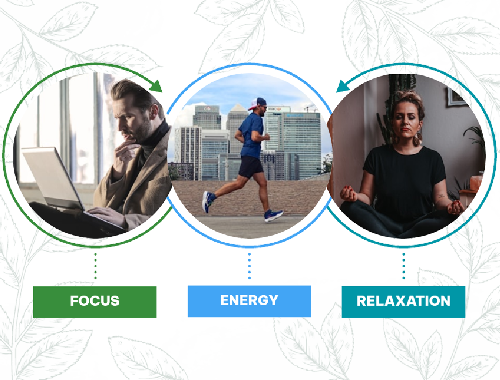 Zana Herbal Blogs - Understanding Alkaloids Dosages